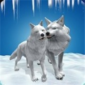 雪狼玩耍(图1)